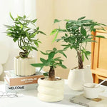 Minimalist Ceramic Plant Pot